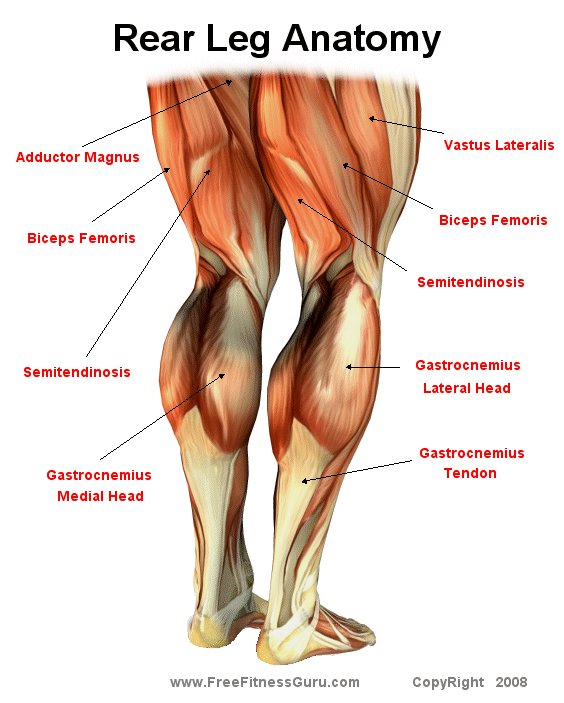 freefitnessguru-rear-leg-anatomy